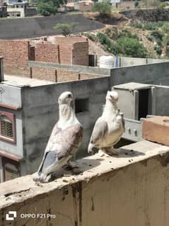 Satinette Pigeon Pair with cage