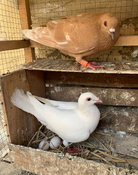 breeder pair #pigeons 2