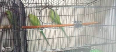 Green neck parrot
