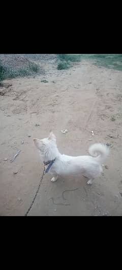 Paishata dog Russian male white colour