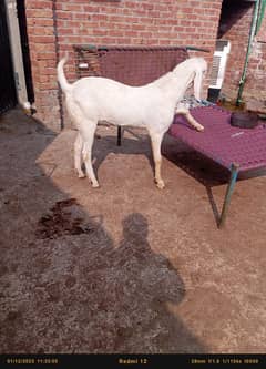 Desi Bakray | Goat For Sale | Rajanpuri Bakray  304 3374182View number