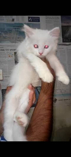 Persian kitten double coat