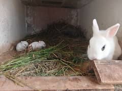 hotot drawft female with two bunnies(Imported blood line)