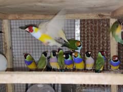 finches for sale OLX Lahore