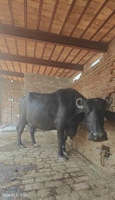 Milking Buffalo for sale