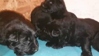 black German shepherd puppies for sale 0