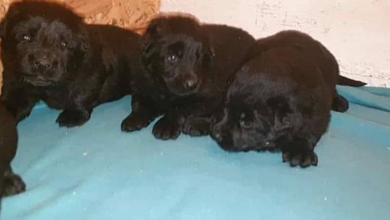 black German shepherd puppies for sale 1
