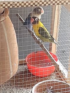 Love birds pair with cage