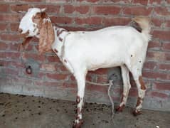 urgent 2 female goats