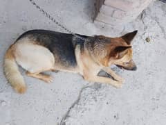 German sacion dog