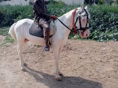 white small nukra horse for sale
