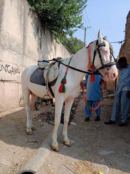 white small nukra horse for sale 1