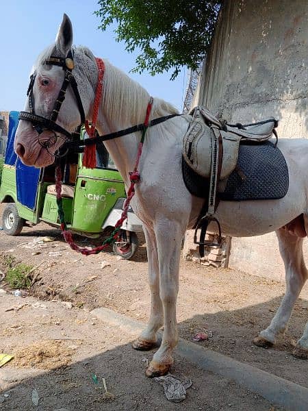 white small nukra horse for sale 2