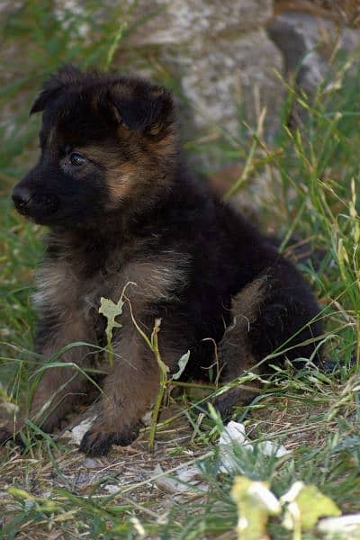 German shepherd long coat puppy 15