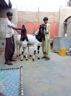 bakre for qurbani