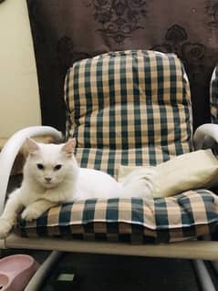 white persian cat home treated