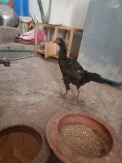 black hen Thai cross ha    3black chick 5white & brown chick ha