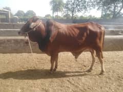 Pure Sahiwal Bull For Qurbani