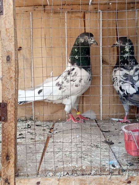 cage + pigens high quality pigeons for sale breeder pair h 3