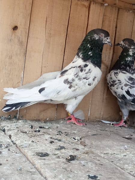 cage + pigens high quality pigeons for sale breeder pair h 4