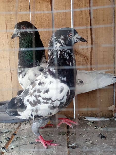 cage + pigens high quality pigeons for sale breeder pair h 5