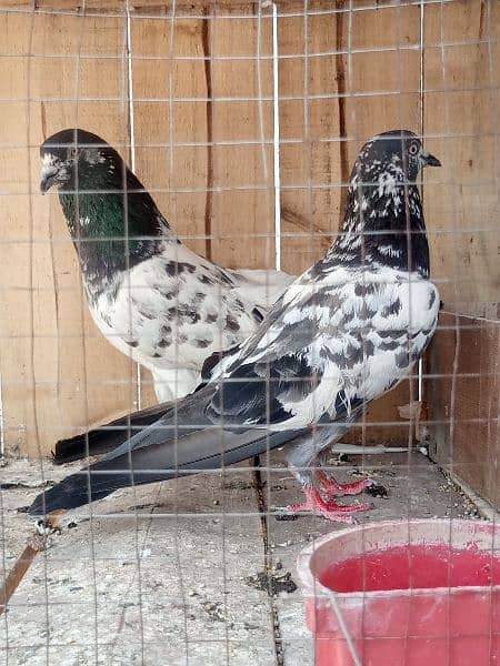 cage + pigens high quality pigeons for sale breeder pair h 6