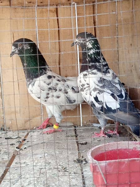 cage + pigens high quality pigeons for sale breeder pair h 7