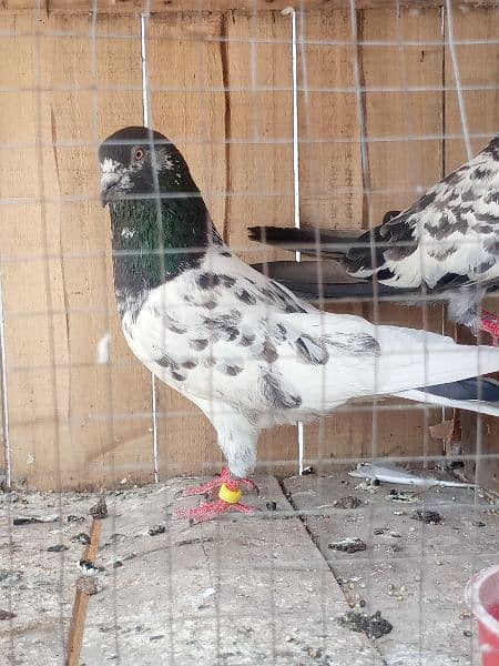 cage + pigens high quality pigeons for sale breeder pair h 8