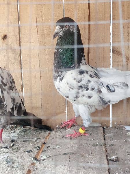 cage + pigens high quality pigeons for sale breeder pair h 9