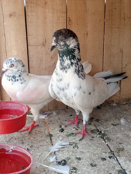 cage + pigens high quality pigeons for sale breeder pair h 10