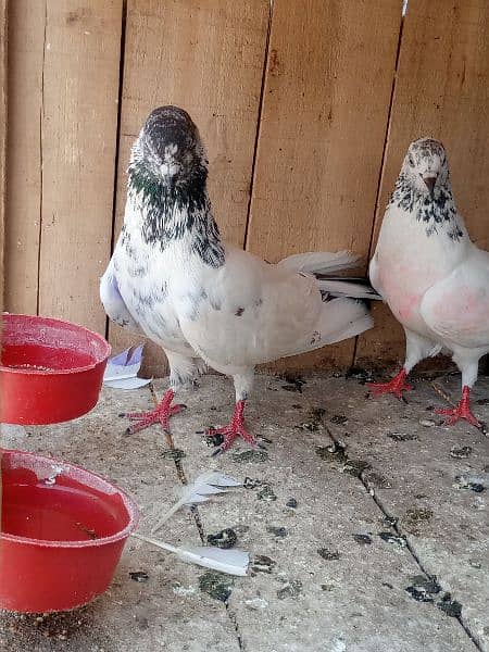 cage + pigens high quality pigeons for sale breeder pair h 11