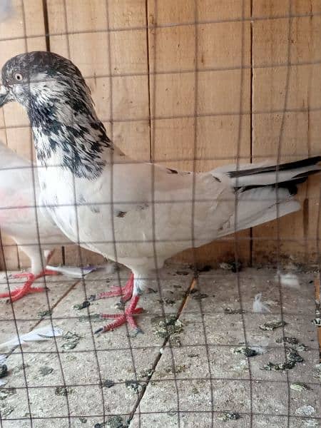 cage + pigens high quality pigeons for sale breeder pair h 12