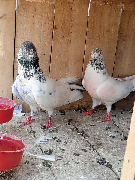 cage + pigens high quality pigeons for sale breeder pair h 13