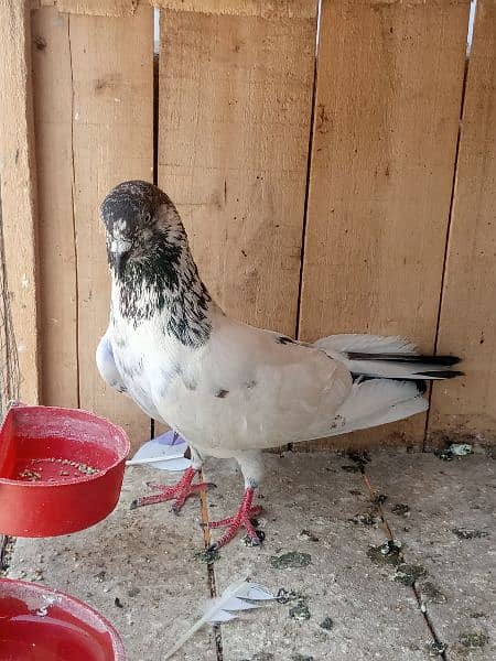 cage + pigens high quality pigeons for sale breeder pair h 14
