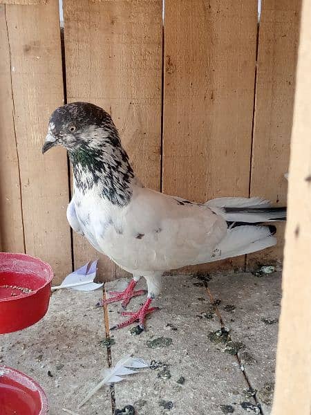 cage + pigens high quality pigeons for sale breeder pair h 15