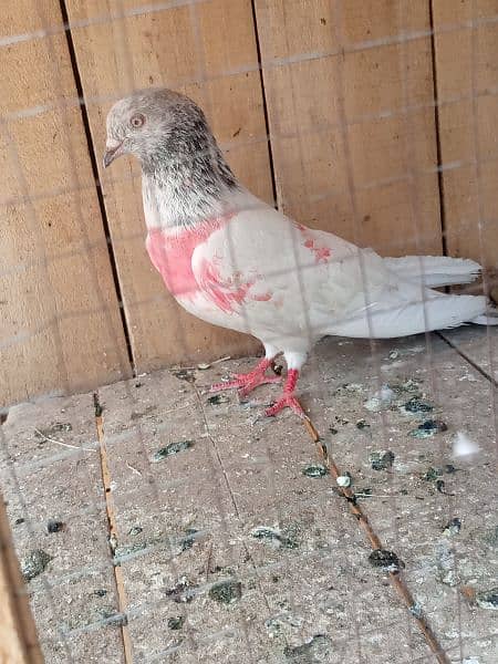cage + pigens high quality pigeons for sale breeder pair h 16