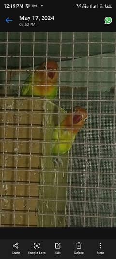 3 breader pair with cage