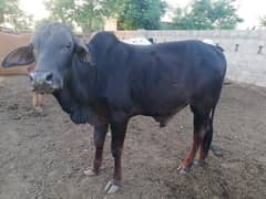 qurbani janwar bull wacha rabta number 03444490943  demand 3 lakh