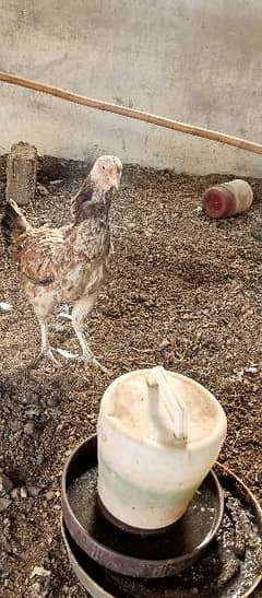 aseel hen for sale Australorp murgha for sale