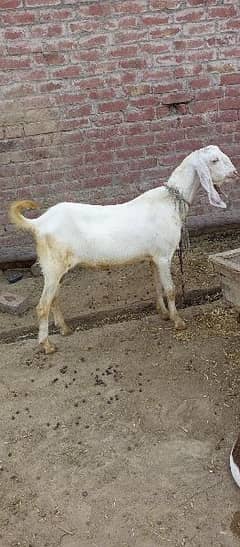 Bakra For Qurbani - Qurbani Keliye Janwar - Goat for Eid
