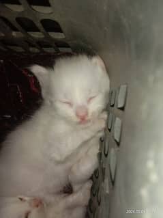 persian cats and kitten for sale