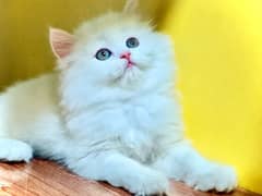 Punched face /Triple coated  /Ginger /White persian kittens for sale
