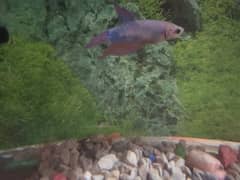 betta fish purple blue and white mix colour
