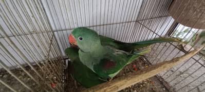 Beautiful Row Parrots Chick's & Breeder available Pahari Tota Kashmiri