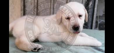 British labradog puppies pedigree 03134111831