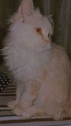 Brown Triple Coat Persian Cat | Age : 11 Months