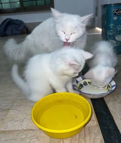 40,000 white persian cat / persian kittens / cat for sale in Multan