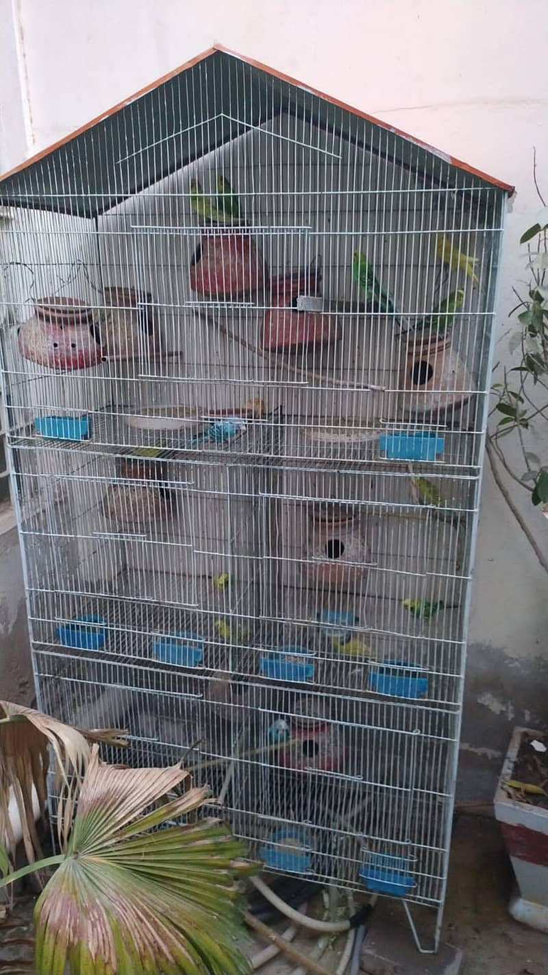 Australian parrots with breeder TCB HoGo Splits Iron 5 portions Cage 0