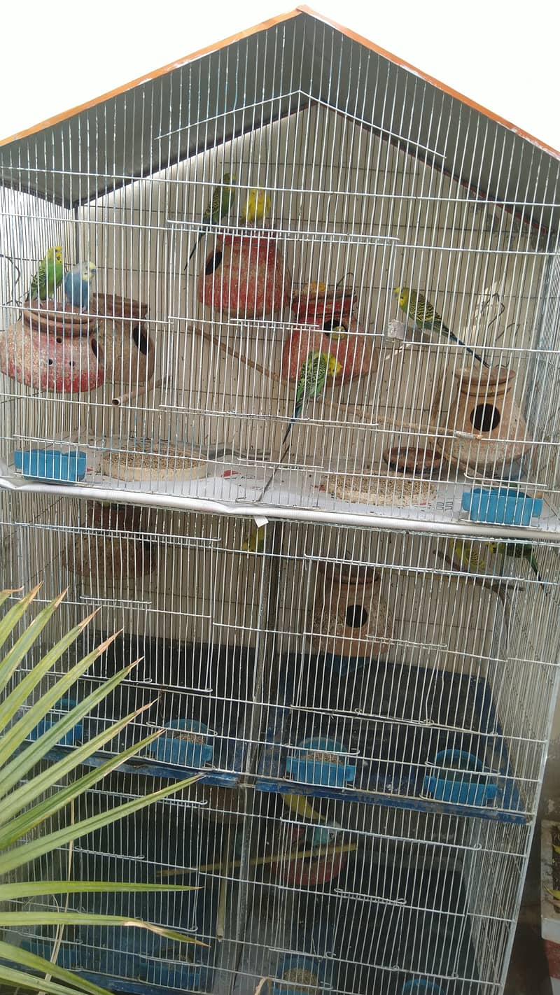 Australian parrots with breeder TCB HoGo Splits Iron 5 portions Cage 1