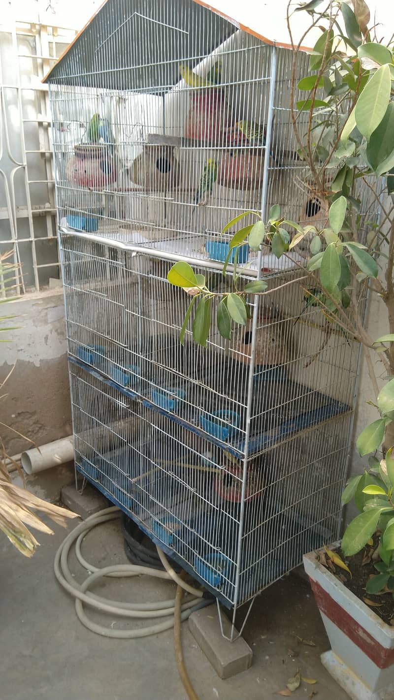 Australian parrots with breeder TCB HoGo Splits Iron 5 portions Cage 2